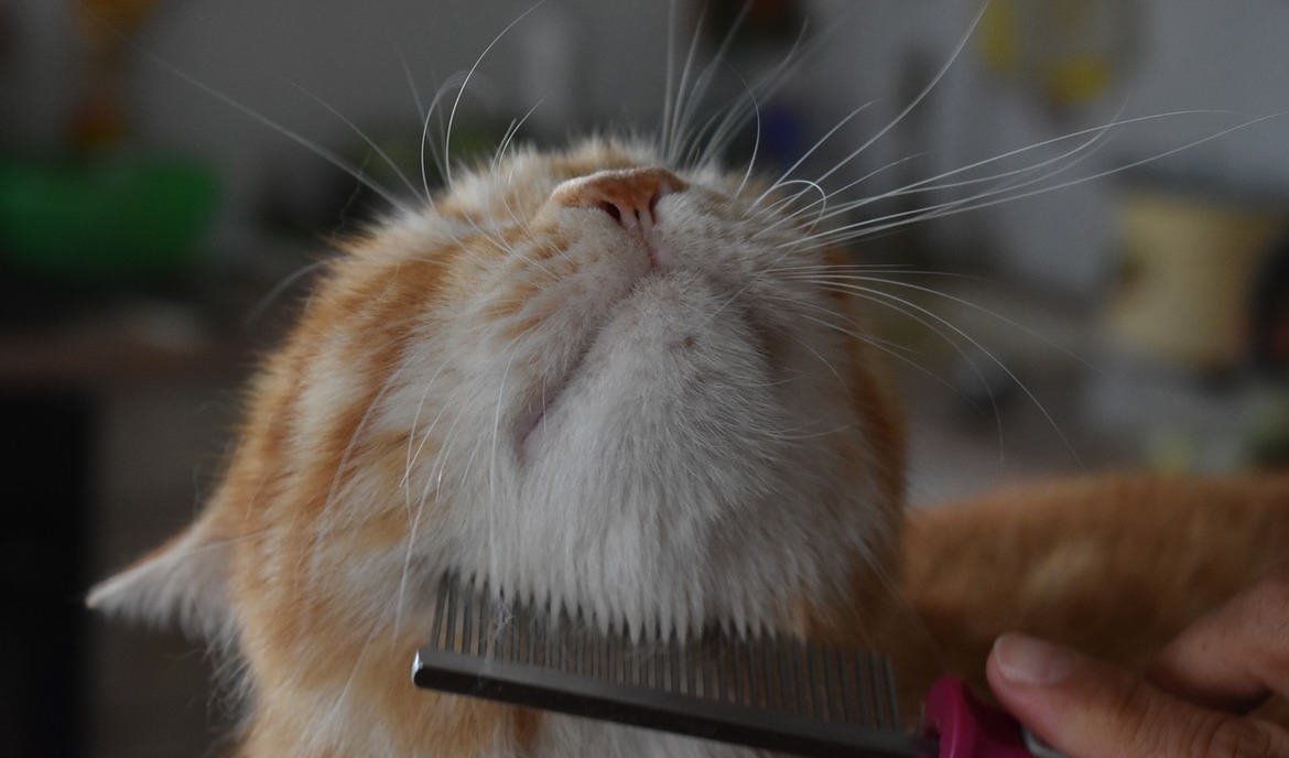 Pérdida de cabello en gatos: causas y medidas de tratamiento sensatas